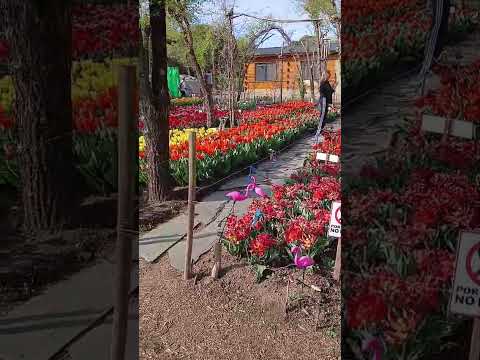 Tulipanes de Villa Rumipal. Córdoba.🇦🇷