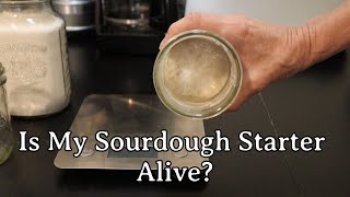 Is My Sourdough Starter Alive?