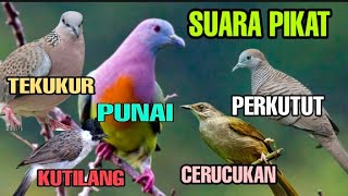Download lagu SUARA PIKAT, PUNAI, TEKUKUR, PERKUTUT, KUTILANG, & CERUCUKAN || KOMBINASI mp3