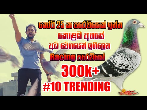 කෝටි 25 ක පරෙවියෙක් ඉන්න කොළඹ අහසේ අධි වේගයෙන් ඉගිලෙන Racing පරෙවියෝ