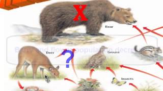 Energy Transfers in an Ecosystem