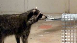 Raccoon avoids trap &amp; escapes thru closed doors!