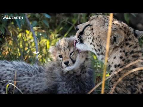 Baby boom! - SafariLIVE Sunset - 21 January 2026