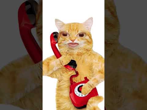cute funny cat phone dial and talking on phone | wait for the end