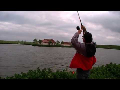 crap ortisoara arad 2022