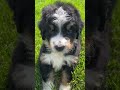 Mini Bernedoodle dogs for sale: Jimmy - Video 1