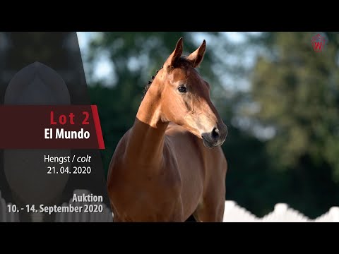 Online-Auktion v. 10.-14. September 2020 Lot 2 El Mundo Hengst v.  Eldorado v. d. Zeshoek-Chambertin