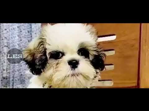 Nevidhitha Gowda playing with dog