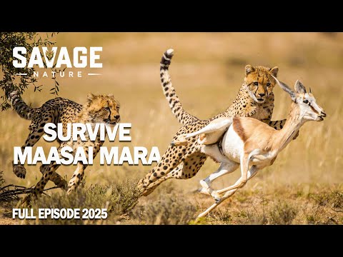WILD MAASAI MARA | Secrets of the Savannah’s Apex Predators | Animal Documentary