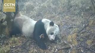 Cámaras infrarrojas captan momentos excepcionales en el Parque Nacional del Panda Gigante de Anzhou