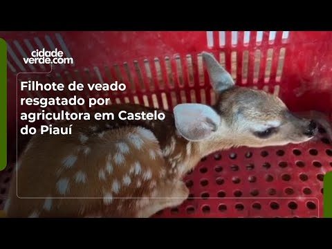 Filhote de veado resgatado por agricultora em Castelo do Piauí