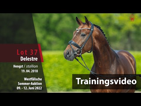 Sommer-Auktion Training Lot 37 Delestre Hengst v. Deep Purple vd Molendreef - Cornet Obolensky