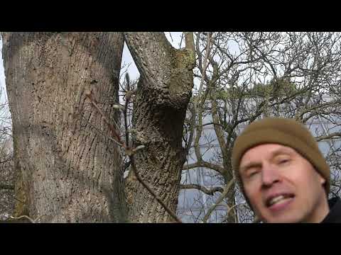 En liten lektion i knoppar