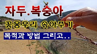[텃밭농부 1,828]  자두. 복숭아 꽃봉우리 솎아 주는 목적과 방법, 시기 #복숭아재배 #자도재배