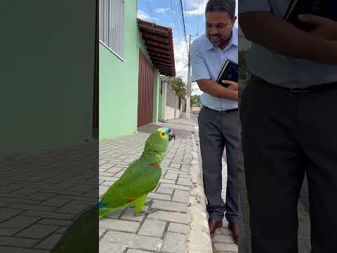 #pets #funny #piadasrapidas #comedy #piadascurtas #parrot #petsfofinhos #cat #humormemes #memes