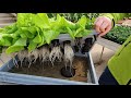 Hydroponik System Für Zuhause Think Green 2021