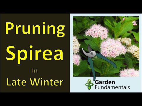 Pruning Spirea Shrubs: winter prune for more flowers