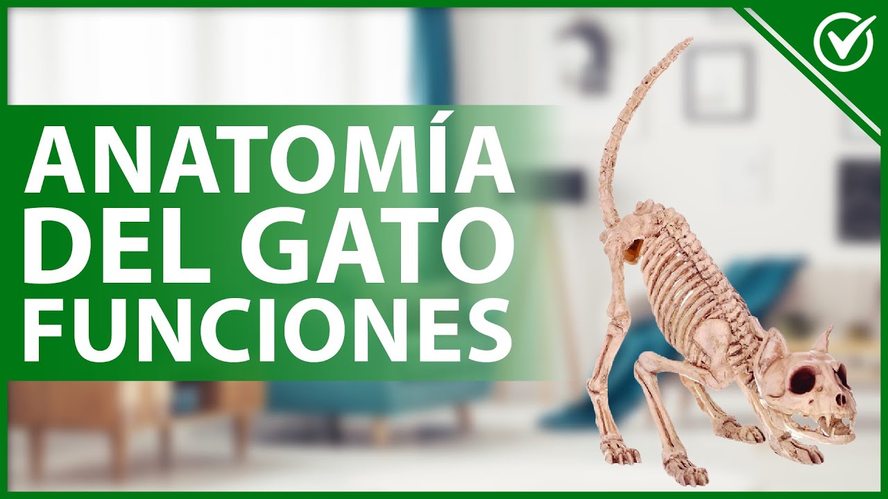 🐈 CAT ANATOMY: Functions, senses, care and internal vital systems 🐈