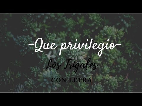 Que privilegio - Los trigales con letra