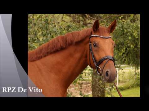 RPZ De Vito: 4-jähriger Wallach von Destano x Rohdiamant - sold!