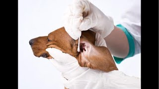 RECEITA NATURAL CURA OTITE DE CACHORRO
