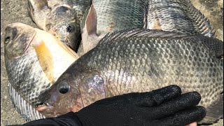 Download lagu Record for Fishing for the Largest Wild Tilapia in Seconds Strike 10 Kg mp3