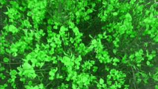 marko karlovčec - floral hinges (solo saxophone)