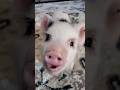 Happy Pig Noises Pigsound Animals Happy Sounds