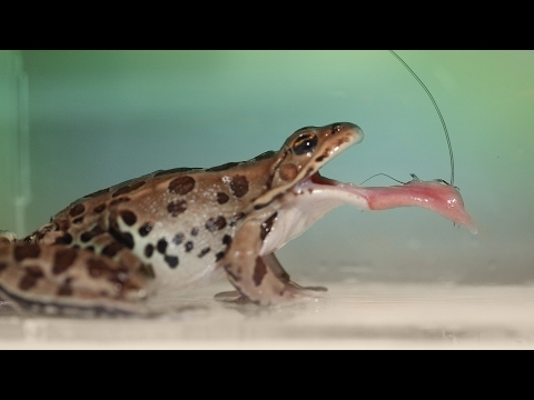 Reversible Saliva Makes Frog Tongue Sticky