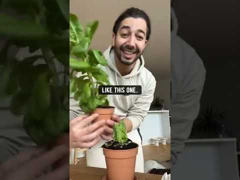 How to Grow Unlimited Lettuce 🥬  creative explained