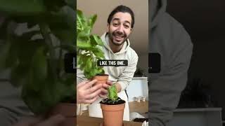 How to Grow Unlimited Lettuce 🥬  creative explained