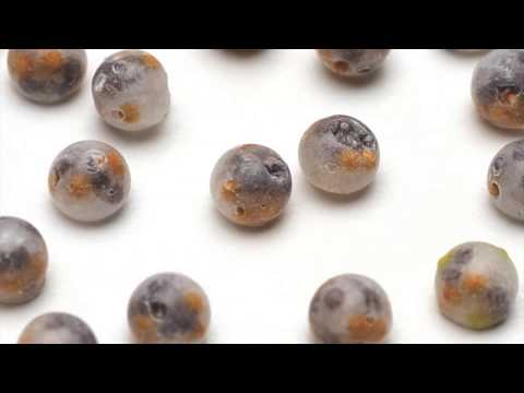 Precision Multi-Pellet Seed - General Overview thumbnail