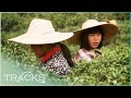 Dragon Well Tea Brigade: The Families Growing China's Finest Cha | Memories of China | TRACKS