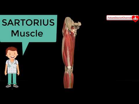 Sartorius Muscle Anatomy 3D Tutorial - actions - attachments  -nerves