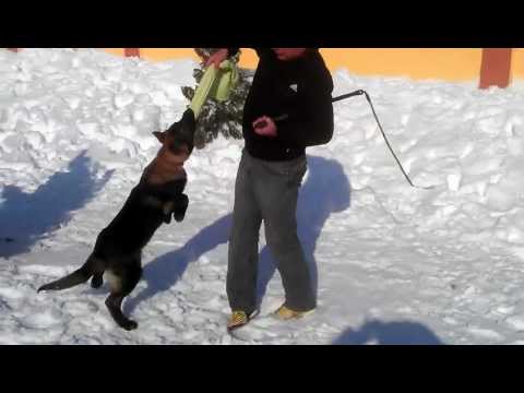 SHUN Von bismack de Sarulesti 4 months.3gp