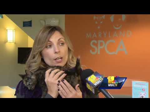 Video: Protect your pets from winter weather