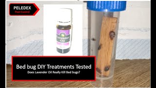 Bed bugs DIY treatment tested   Does Lavender Oil Kill Bed bugs?