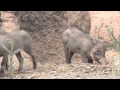 Warthog Piglets Play At The San Diego Zoo Safari Park