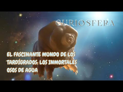 El Fascinante Mundo de los Tardígrados: Los Inmortales Osos de Agua | Curiosfera.