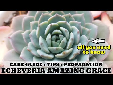 146 ECHEVERIA AMAZING GRACE SUCCULENT CARE GUIDE || Succulent Care Tips 다육식물 多肉植物 Suculentas