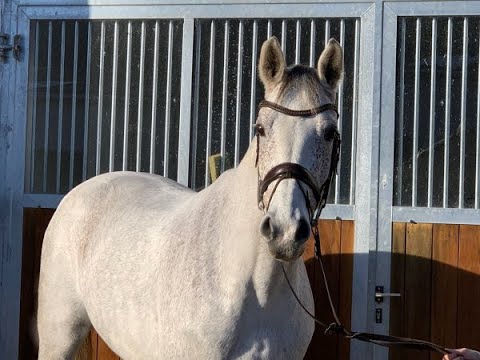 CANTAPPA 12j. v. Camax L - Grand Cayon - VB 8.500,- Euro