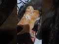 my little babies  #cat #cute #funny #funny #pets #animals #kitten #kitty #cutecat #funnycats #fyp