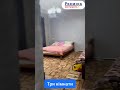 Видео превью