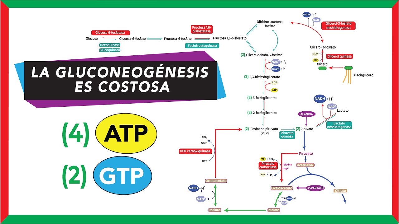 La gluconeogénesis es costosa: Requiere 4 ATP y 2 GTP