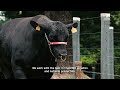 Semex Brazil Corporate Video English