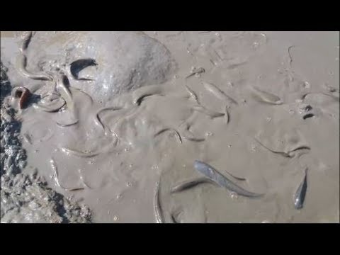 Fish Catching In Mud Water by Hand | Village Traditional Fishing Video (Part- 08) Video