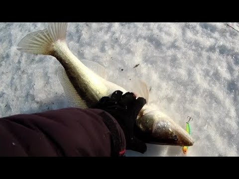 ЗИМНЯЯ РЫБАЛКА НА СУДАКА В ГЛУХОЗИМЬЕ! ЭХОЛОТ ПРАКТИК 8 V2