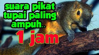 Download lagu suara tupai bajing mp3