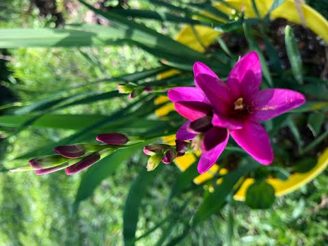 , title : 'Beautiful blooming Ixia flowers | RSGB | Whats's growing on | Spring in North Texas'