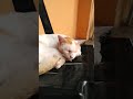 Pity stray cat sleeping with snot #straycat #sickcat